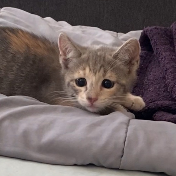 PLEASE READ BEFORE BUYING! Meet your Posher, Celina! - Picture 7 of 8